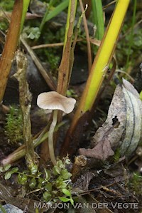 Psathyrella rubiginosa